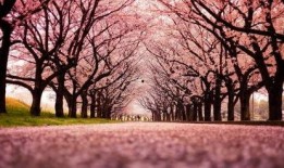 女神爆料樱花视频下载,樱花视频下载攻略大公开